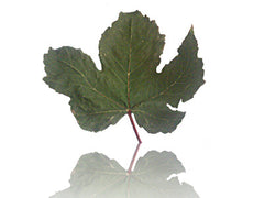 Leaf 10