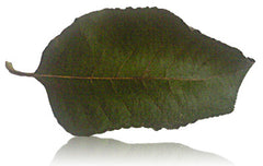 Leaf 1