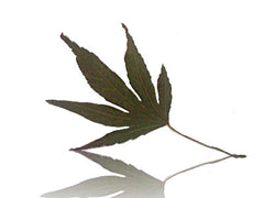 Leaf 3