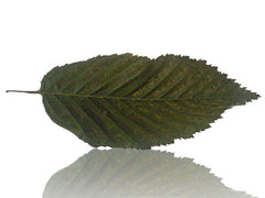 Leaf 9